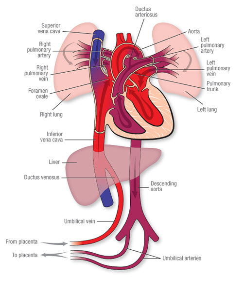 Fetal Comp