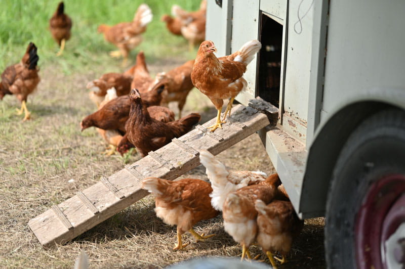 Chickens provide fresh eggs for the tribe to sell and to feed its members. (Photo by Walter Johnson Jr./American Heart Association)