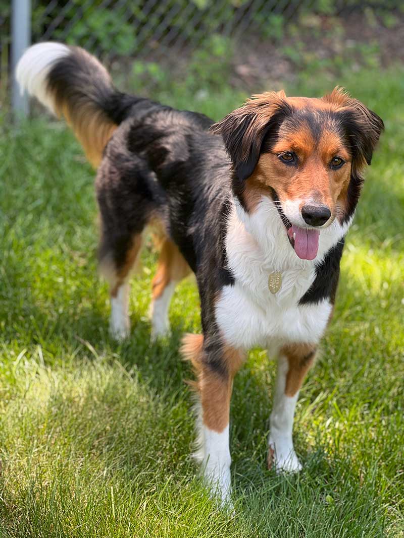 Indiana, the Walsh family's Australian Shepherd mix. (Photo courtesy of the Walsh family)