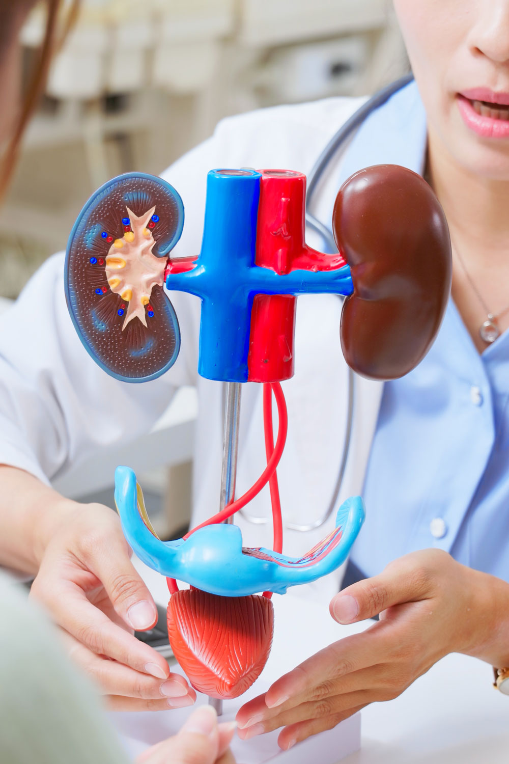 Doctor with model of kidneys